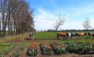 Bed and Breakfast De Volkelse Hooiberg