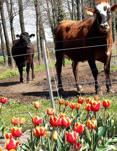 Bed and Breakfast De Volkelse Hooiberg