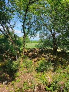 Célé Bulles Étoilées