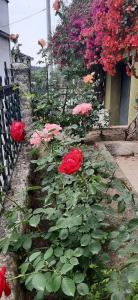 Sa Prenda E Oro img56