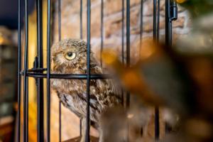 The Enchantment Chamber