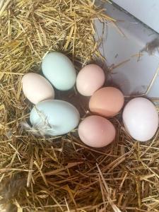 Bed & Wellness Klein Knorrestein with private hottub and sauna and tandembike rental included in price