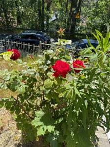 Apartamenty Oaza Spokoju