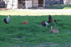 Appartements REZ DE JARDIN AU COEUR DES PYRENEES : photos des chambres