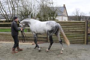 B&B / Chambres d'hotes Decouverte d'un Haras proche du Mont St Michel : photos des chambres