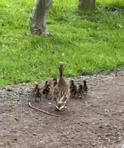 Thornton Manor - Holiday Cottages and Apartments