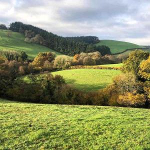 Tree house and shepherds hut & Hot Tub