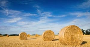 Le repaire dÉcureuil