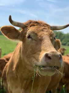 Appartements Millstone Gite 1, two bed apartment + shared pool : photos des chambres