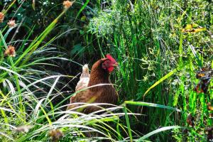 Maisons de vacances Yourte Immersion Nature : photos des chambres