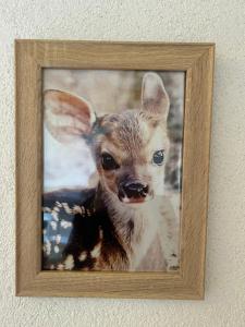 Apartman Djina Zabljak