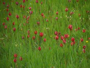 Tulip House
