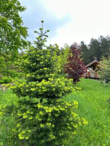 Căsuța din pădure