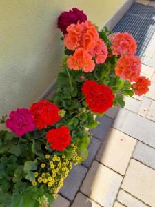 Agritur Belsogno B&B