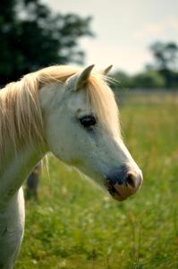 Family Ranch Urlaub am Pferdehof