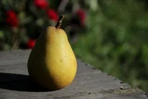 Ferienwohnung Butterbirne - Niemegk