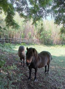 B&B / Chambres d'hotes Le Mas Neuf 1752 : photos des chambres