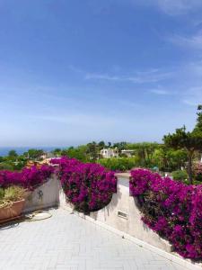 CASA VACANZE LA BOUGANVILLEA FORIO ISCHIA