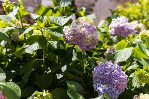 Apartments Vila Nikolić Rafailovići