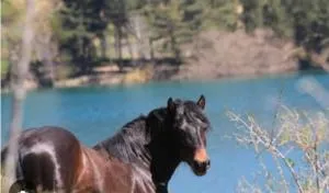 La casa di Amelia - Menta