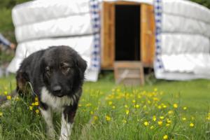 Tentes de luxe La Yourte de Mongolie : photos des chambres