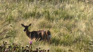 THE VIEWPOINT SUV vehicle required