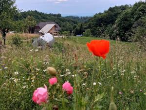 Glamping - Hayrack Vesel 