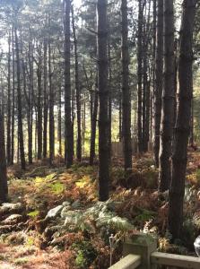 Woodpecker Cabin with Hot tub