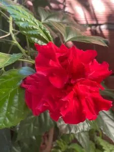 LAKAY SONSON - Grande Anse