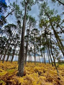 Villas Le Moulin d'Hourtoy entre foret et rivieres : photos des chambres