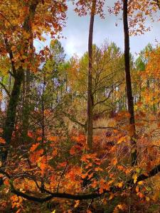 Villas Le Moulin d'Hourtoy entre foret et rivieres : photos des chambres