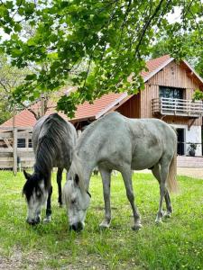 Villas Le Moulin d'Hourtoy entre foret et rivieres : Villa