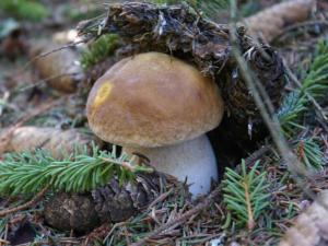 Maisons de vacances Gite au calme pres nature Aubrac Margeride 3 etoiles : photos des chambres