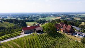 Apartma med vinogradi 