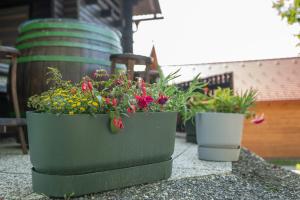 Apartma med vinogradi