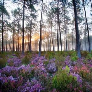 Maisons de vacances Maison Nature Golf Ocean Moliets et Maa Landes : photos des chambres