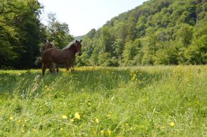 B&B / Chambres d'hotes Moulin de la Cuse - Chambre La Cuse : photos des chambres