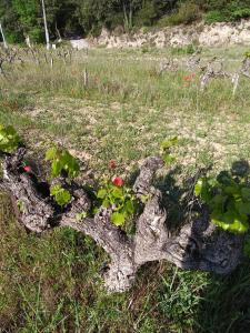 Maisons de vacances Gite les vignes avec piscine proche du Ventoux : photos des chambres