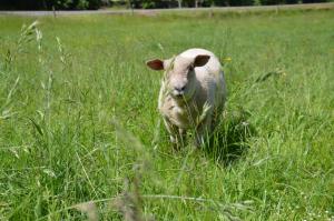 B&B / Chambres d'hotes Moulin de la Cuse - Chambre La Cuse : photos des chambres