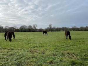 Maisons de vacances Gite Soligny-la-Trappe, 3 pieces, 4 personnes - FR-1-497-174 : photos des chambres