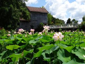 Campings Mobil home - Domaine du Vieux Moulin : photos des chambres