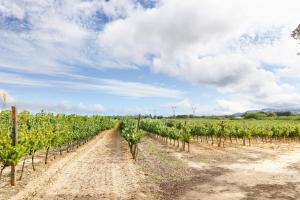Casa Syrah