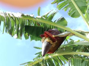 Sea to see - sea front view