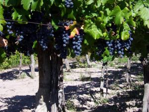 Finca Mosso Lunlunta