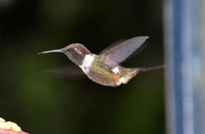 La Finca - Eco Hotel