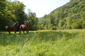 B&B / Chambres d'hotes Moulin de la Cuse - L'ilote : photos des chambres