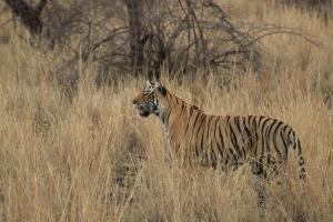 Hotel Ranthambore Regency