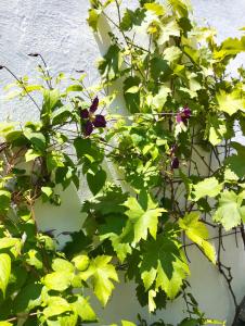 B&B / Chambres d'hotes Le Clos des Mouettes : photos des chambres