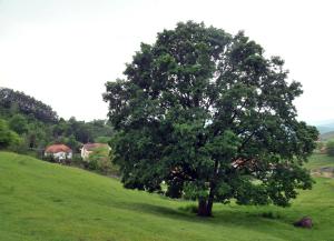 Milošev vajat - Milošs cottage
