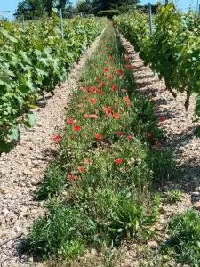 Chez mimi - Frontenas